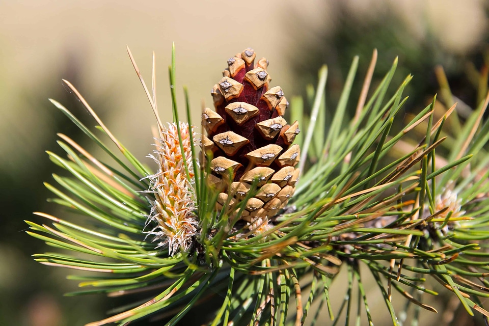 Beautiful Photo branch conifer