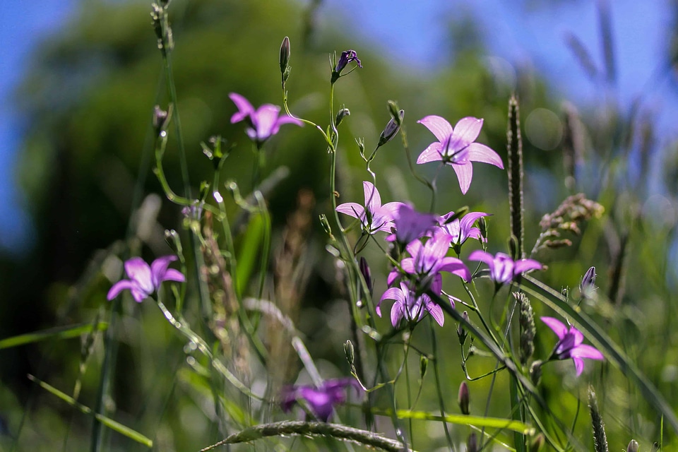 Beautiful Flowers bloom blooming
