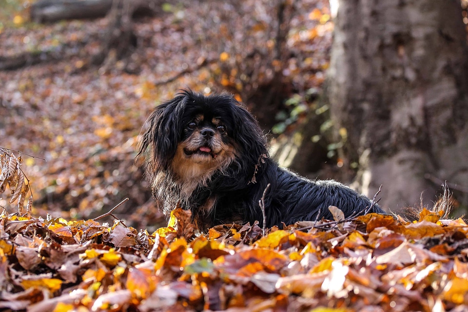 Animal autumn canine