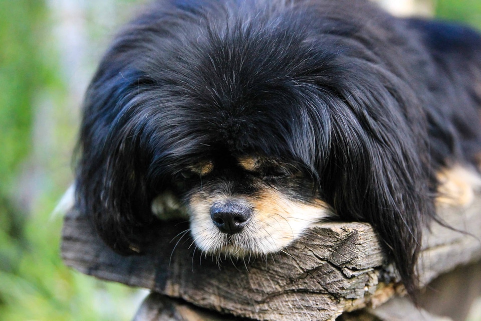 Adorable animal black