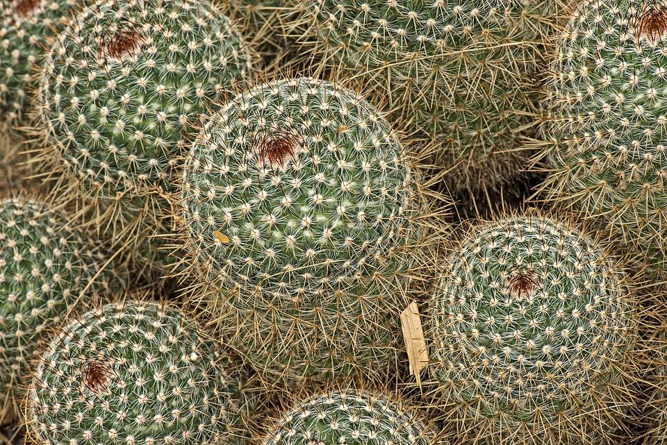 Botanical botany nature