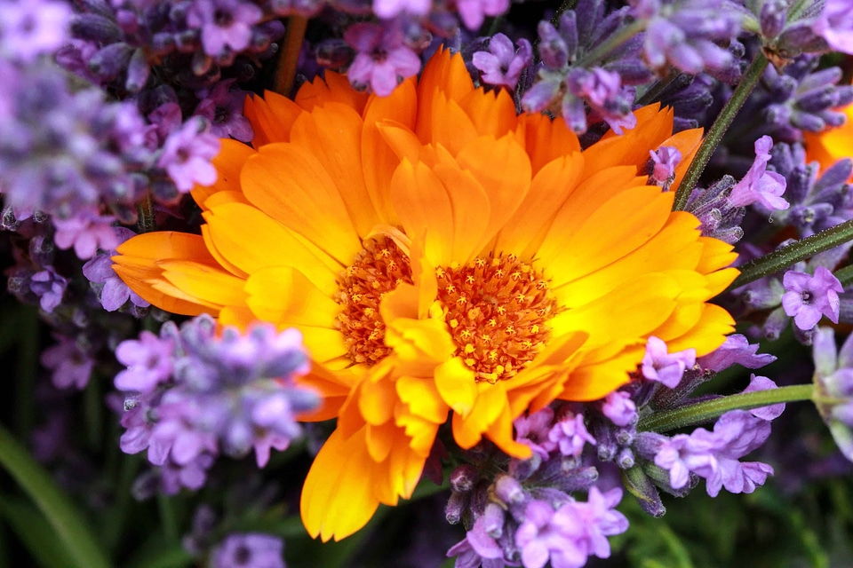 Beautiful Flowers beautiful photo bloom