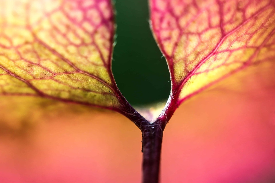 Detail flora landscape