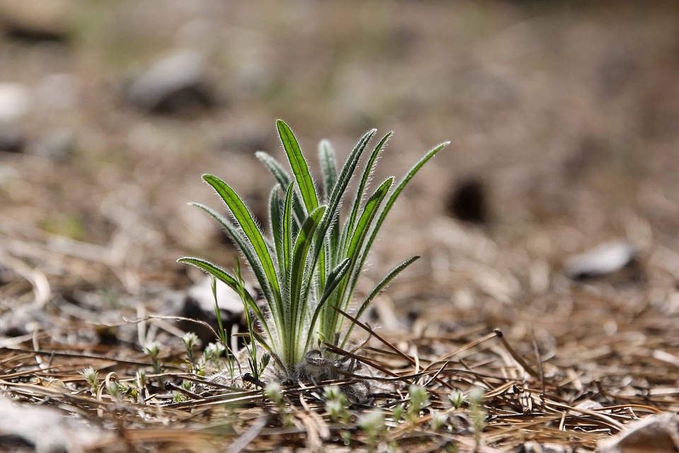 Flora foliage grass