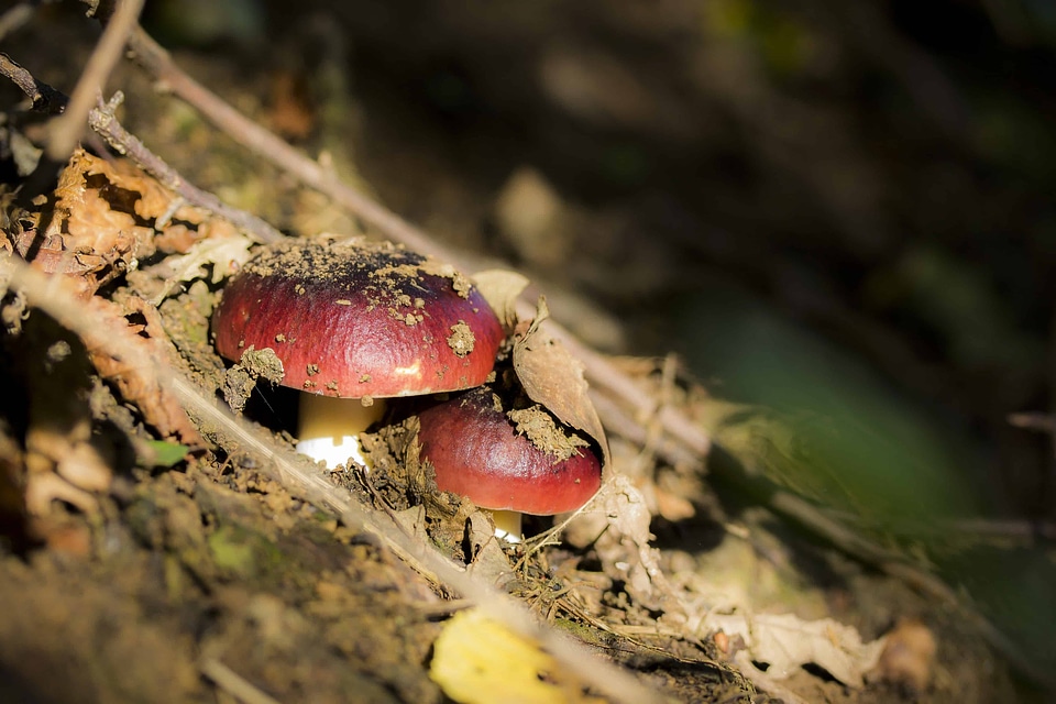 Diet flora fungus photo