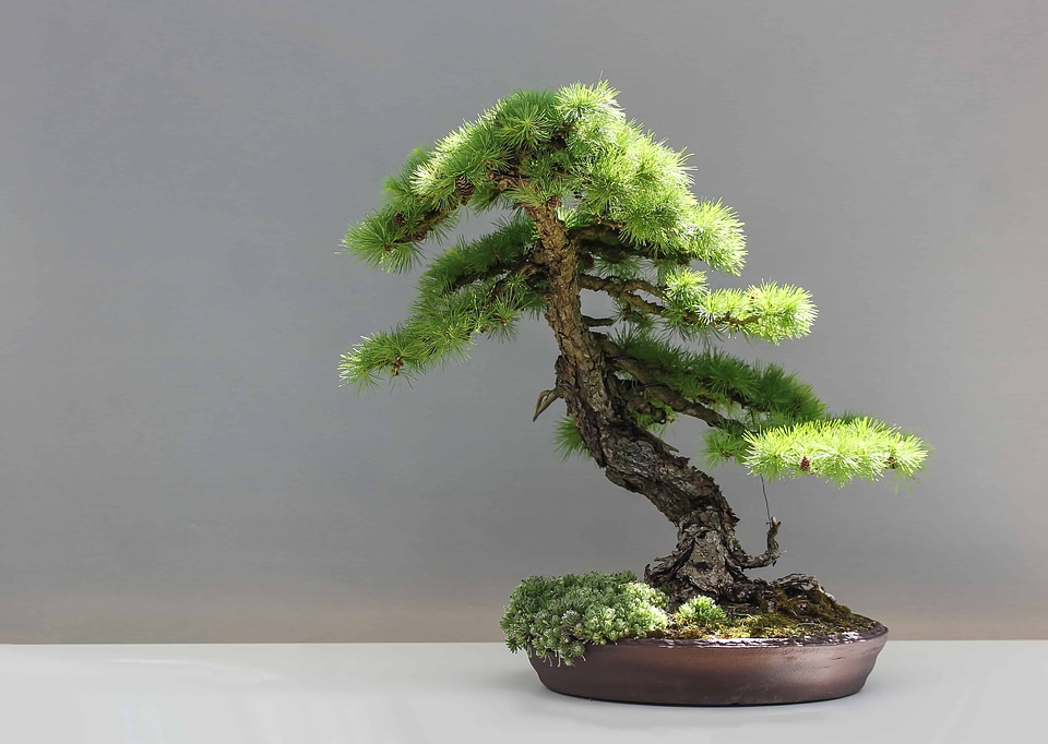 Beautiful Photo bonsai branch
