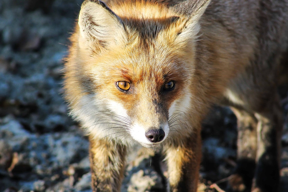 Animal beautiful photo canine