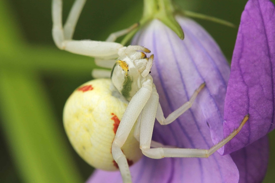 Animal arthropod beautiful flowers