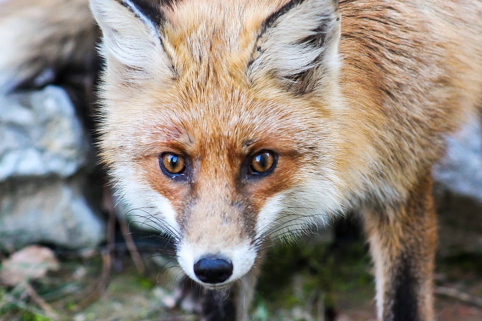 Animal beautiful photo canine