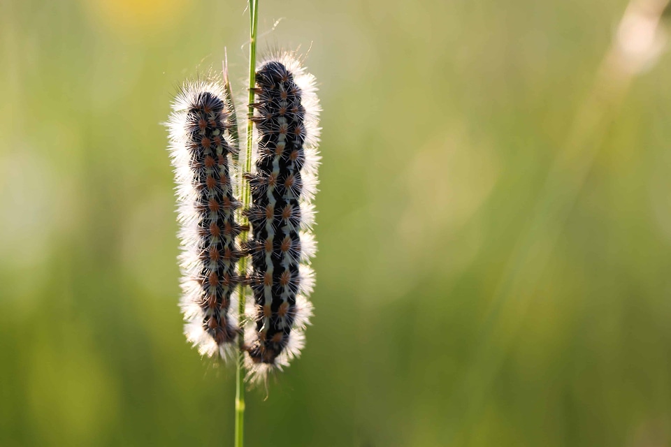 Animal arthropod bug