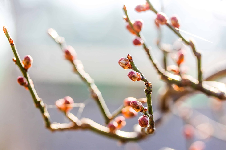 Branch flora flower