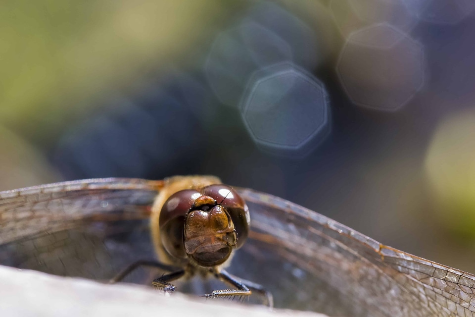 Animal arthropod biology