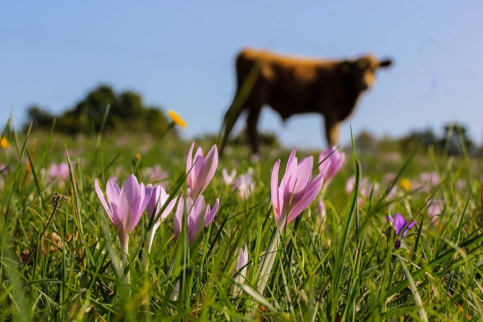 Beautiful Flowers bloom blooming
