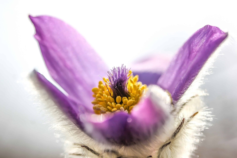 Beautiful Flowers beautiful photo blooming