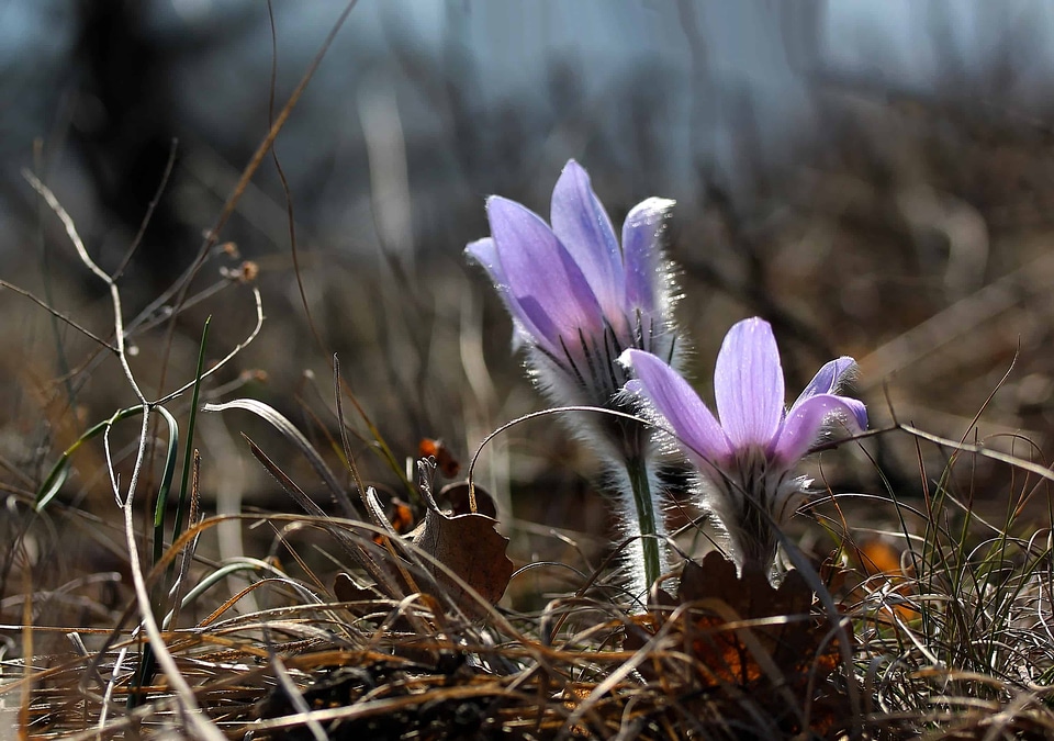 Beautiful beautiful flowers bloom