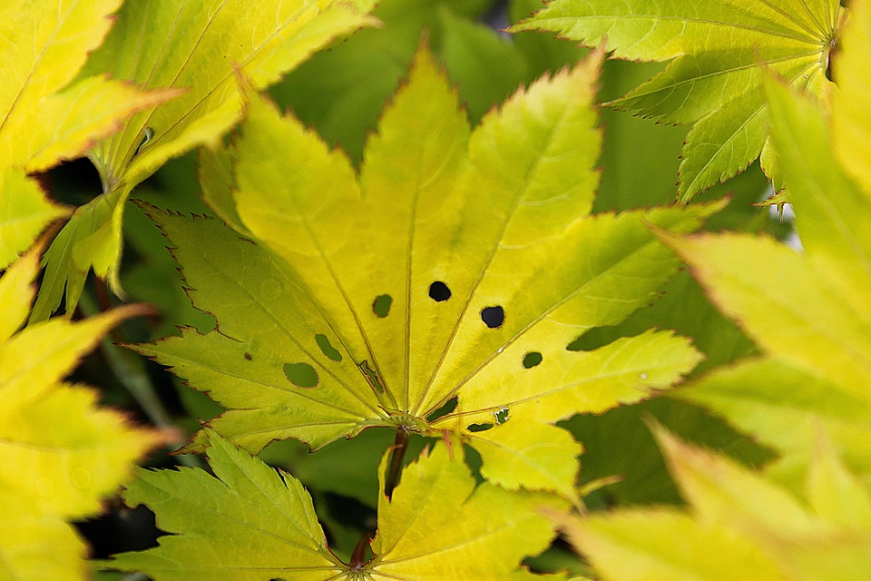 Autumn autumn season branch