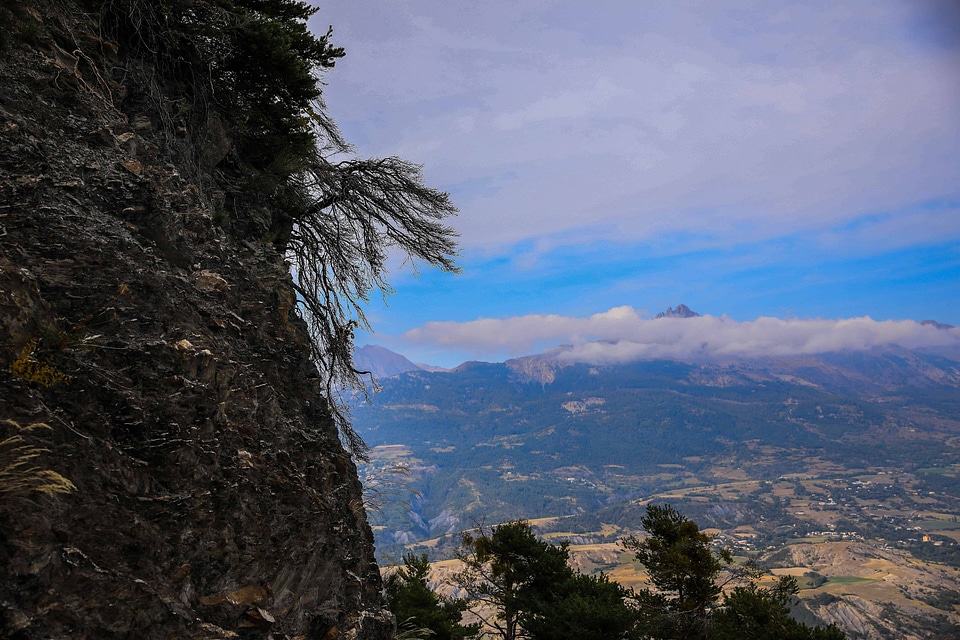 Branch ecology environment