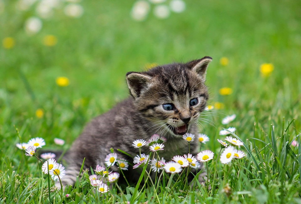 Animal beautiful flowers beautiful image