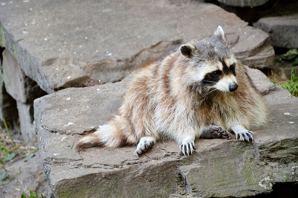 Wildlife wild zoology