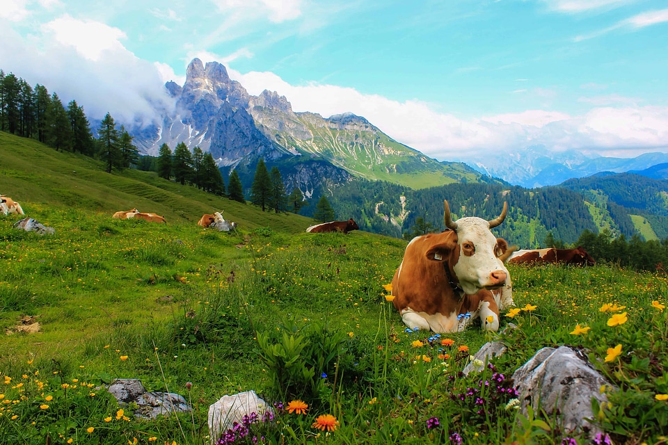 Animal beautiful photo bovine