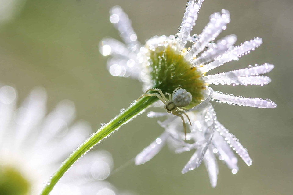 Beautiful Flowers blooming blossom
