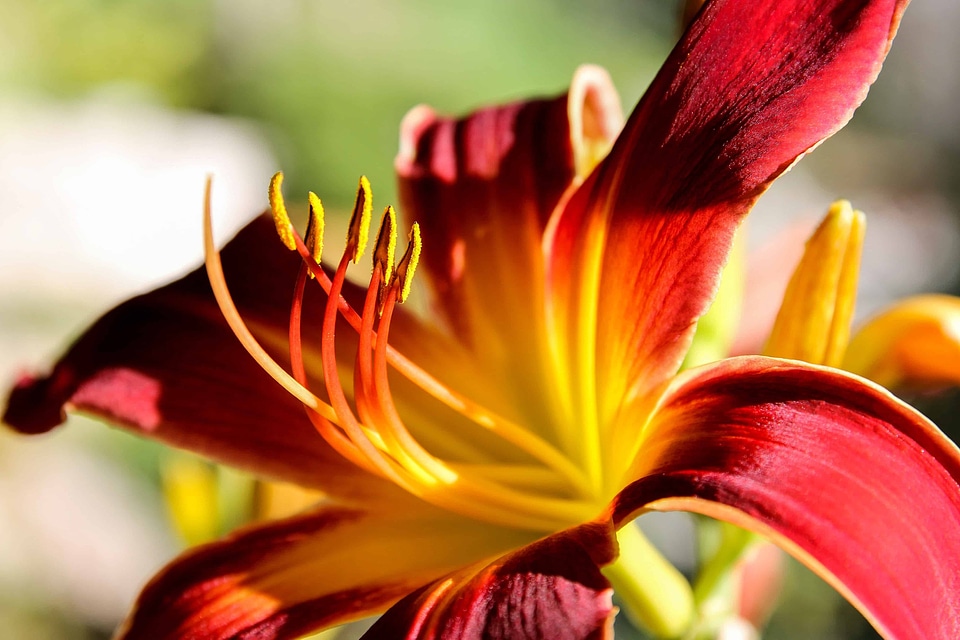 Beautiful Flowers blooming blossom