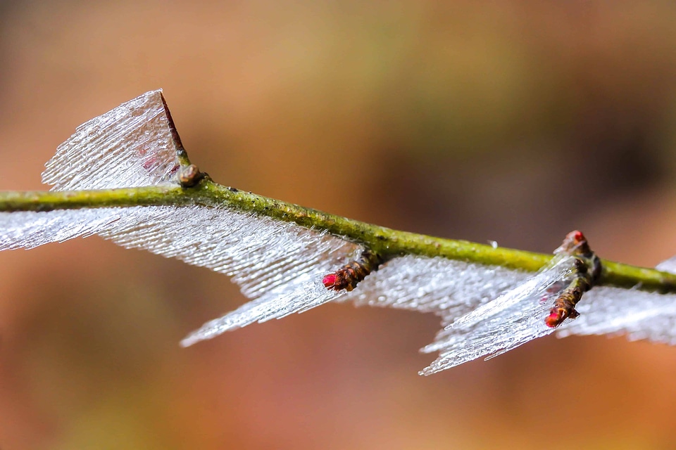 Beautiful Photo bud frost
