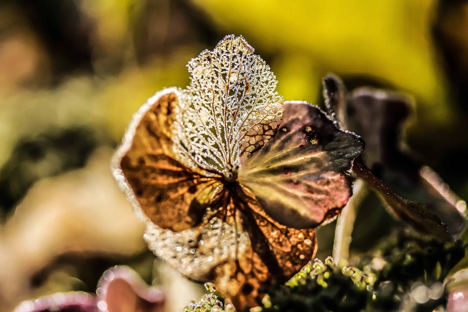 Autumn autumn season flora