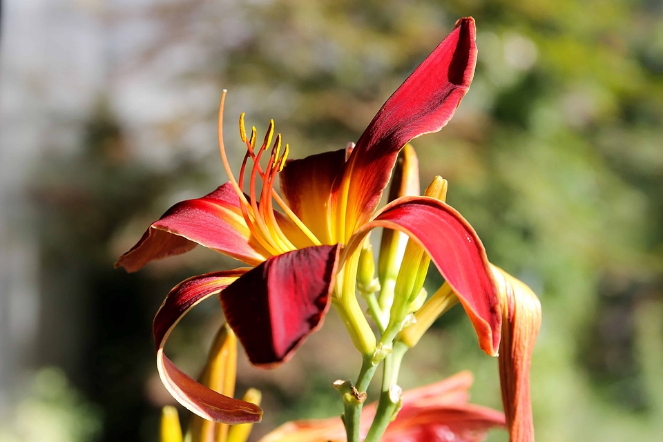Beautiful Flowers blooming blossom