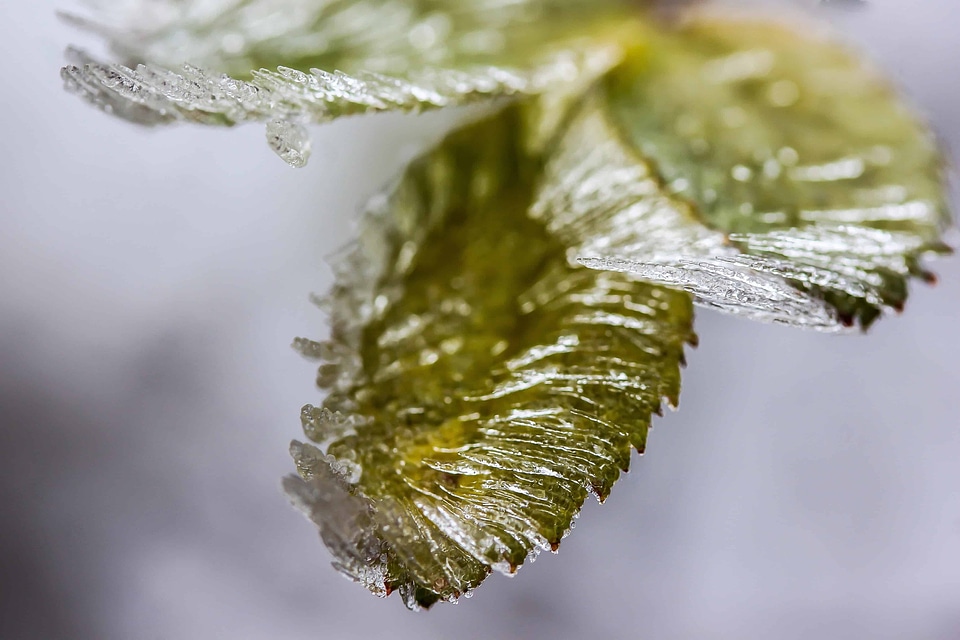 Detail frost frozen