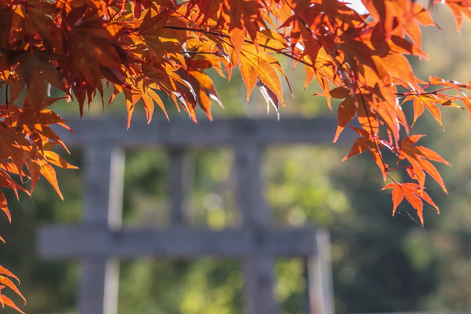 Autumn autumn season branch