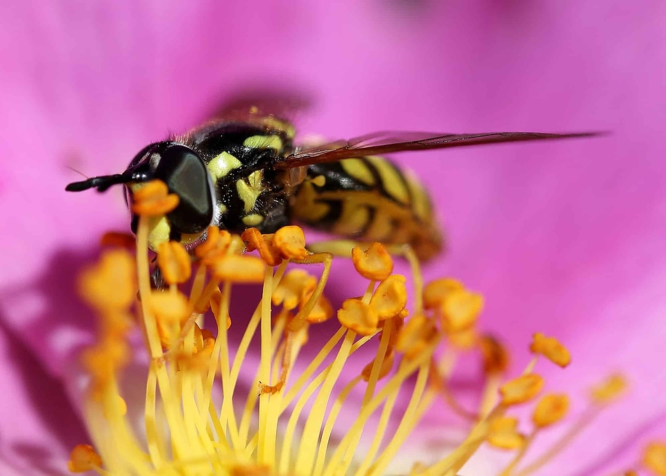 Animal arthropod beautiful flowers