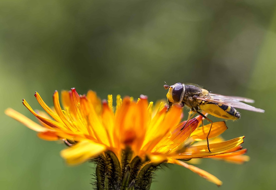 Animal arthropod beautiful flowers