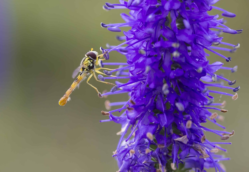 Animal arthropod beautiful flowers