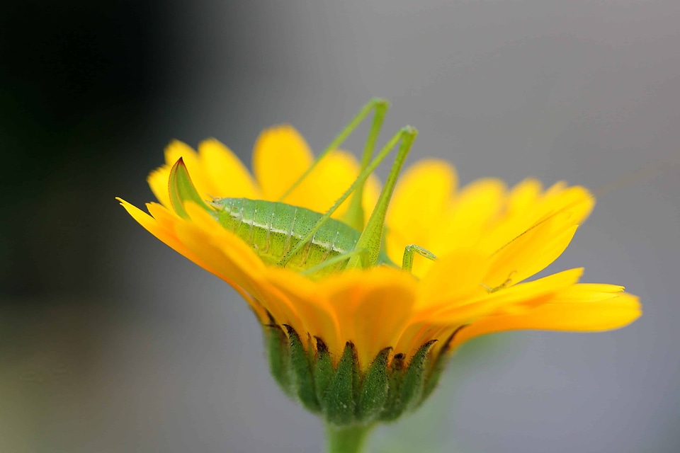 Animal arthropod beautiful flowers