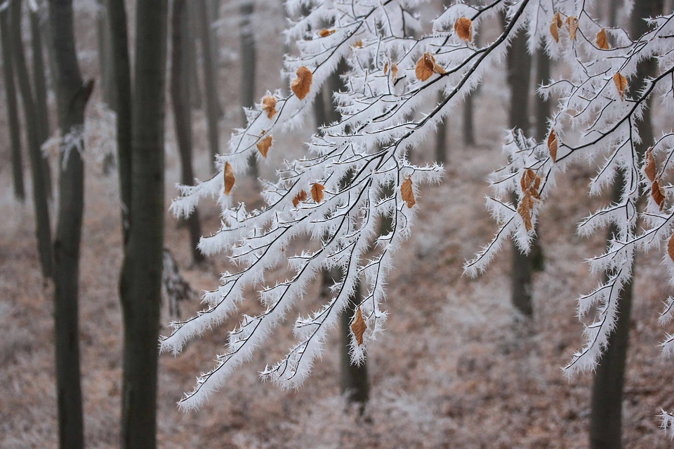 Branch cold flora