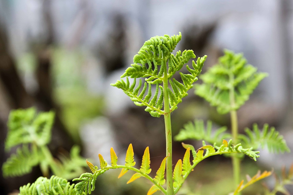 Branch ecology environment