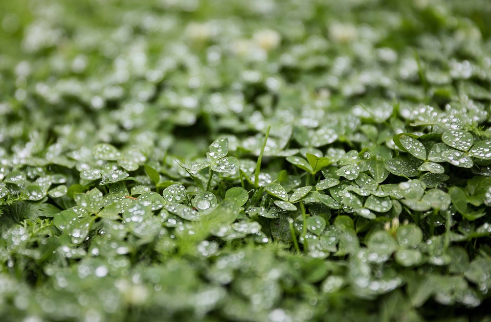 Dark Green flora garden