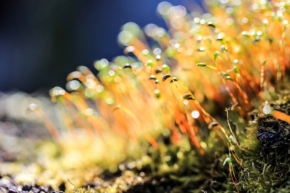 Flora landscape macro