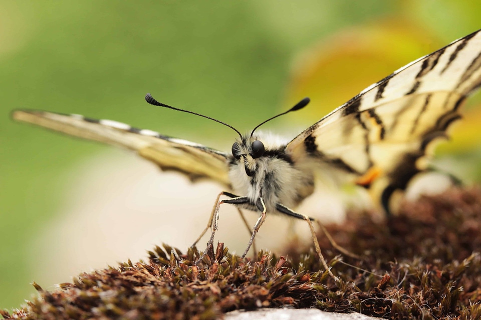 Animal arthropod beautiful image
