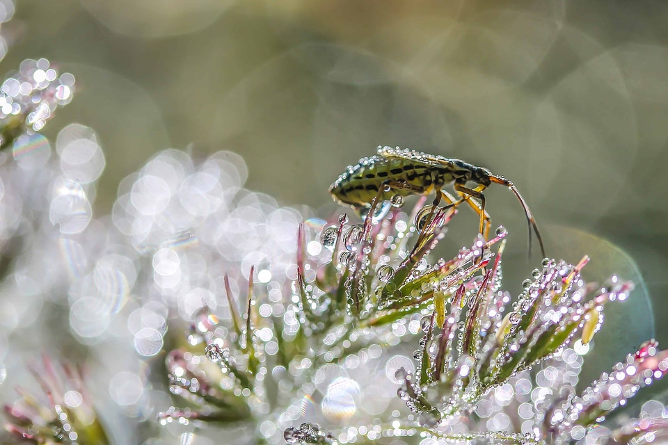 Animal arthropod beautiful