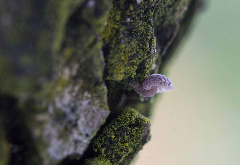 Landscape moss nature