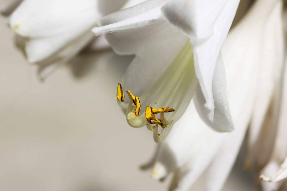 Beautiful Flowers blooming blossom