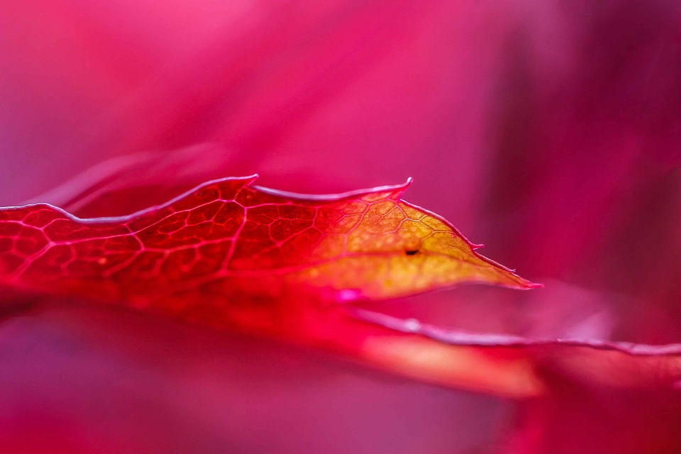 Beautiful Flowers blooming blossom
