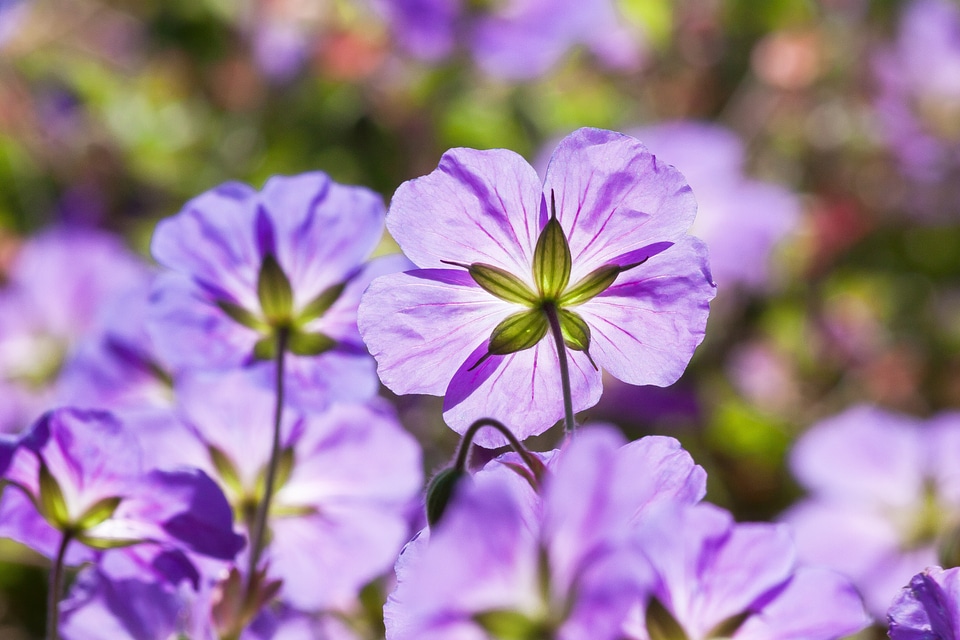 Backlighting flowers tender