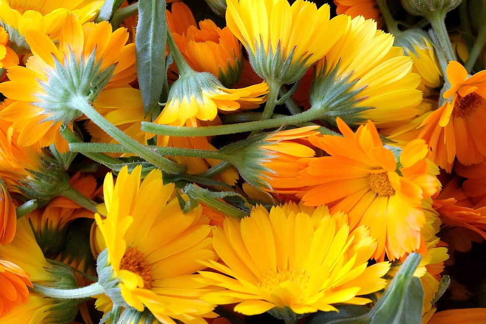 Beautiful Flowers blooming blossom