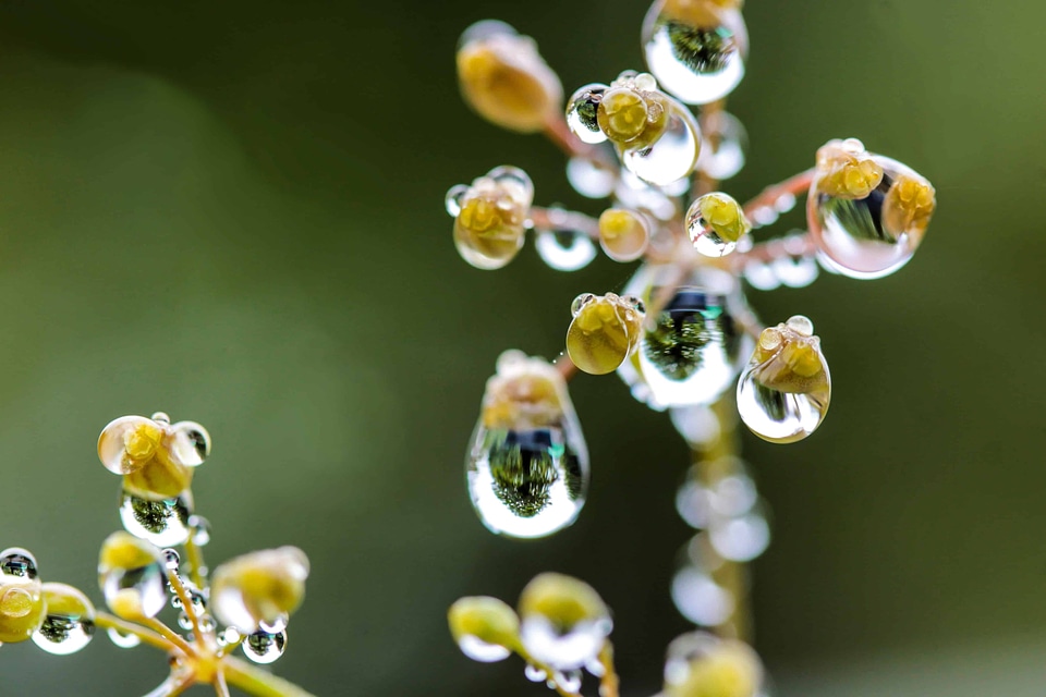 Beautiful Flowers blooming blossom