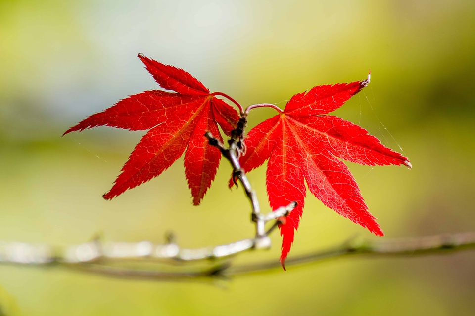 Autumn autumn season branch