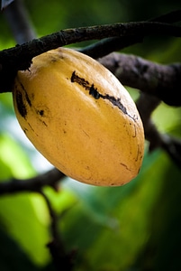 Cocoa fruit brazil