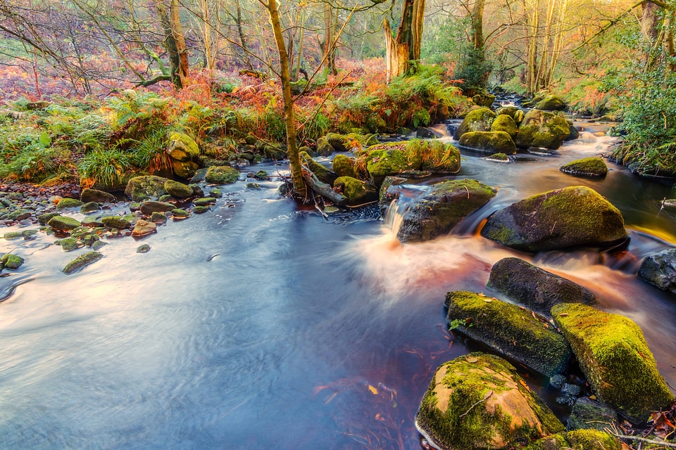 Autumn creek forest photo